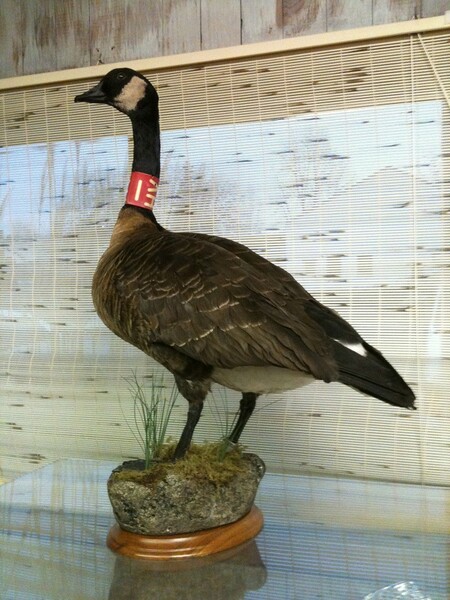 Double Banded Dusky Canadian Goose by Benchleg Fur Affinity dot net