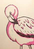 Pink Flamingo 🦩