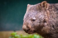 Wombat