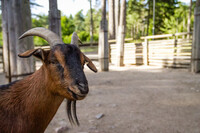 Goat From Kolmarden - Arent my Horns Impressive