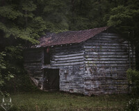 Nestled In The Woods