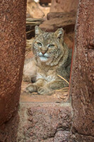 Window Bobcat