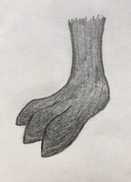 A Dark Paw