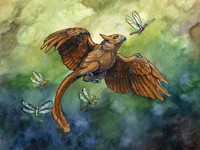 Chasing Dragonflies