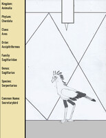 Species - Serpentarius - Secretarybird