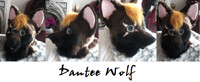 Dantee wolf