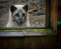 Curious behind the window