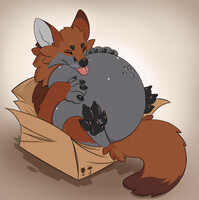 Fox in box :3 [GIF]