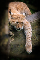Lazy tree cat