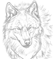 Hazelwolf sketch