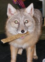 Nom?