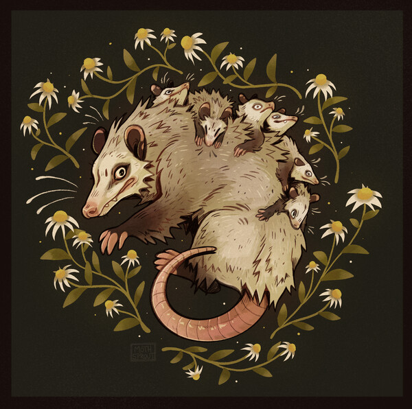 Opossum Vector Art, Icons, and Graphics for Free Download