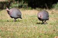 two helmeted guineafowls