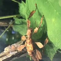 Leaf insect