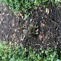 Rabbit at the Zoo