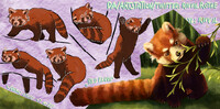 WeeklyStudies V3 #78 Red Panda