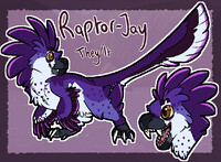 raptor-jay