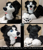 Rose Collie Full Partial 2021