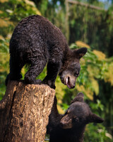King of the pole
