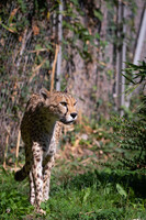 Cheetah