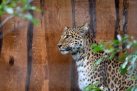 Chinese leopard