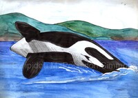 orca breaching