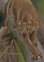 You looking fossa'm?