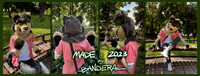 [fursuit comm] Sundust cat