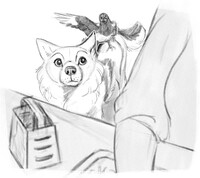New Coyote Pt.22a