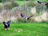 Better than the Red Arrows!