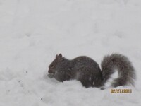 a squirrel in winter 1