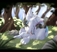 Wolf in the forest