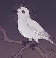 White winged dove