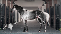 #721 Horse Adopt Auction [CLOSED]