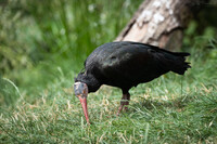 Northern bald ibis