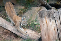Lynx