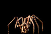 The Thing 4428