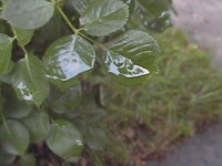 Wet Plants 4