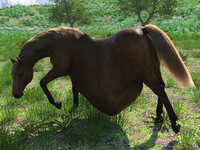DAZ Horse 3 shapes - Suffolk B
