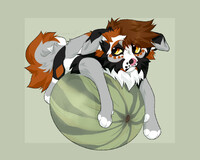 ✦ cute dog on watermelon!!