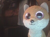 Foxy Jr. My Son