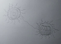 The twins (second phase)