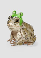 frog study