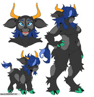 Darcey the Scottish Highland