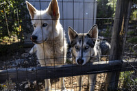 Huskies!