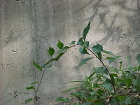 Vine