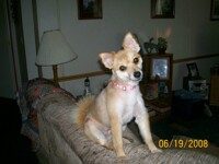 This is my mom's demon in a dog body