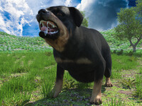 Meet Rottweiler A