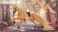 Horse adopt (closed)