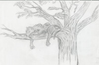 old panther drawing